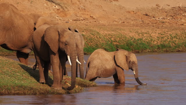 Afrikanischer-Elefant,-Loxodonta-Africana,-Gruppe-Trinkwasser-am-Fluss,-Samburu-Park-in-Kenia,-Real-Time-4K