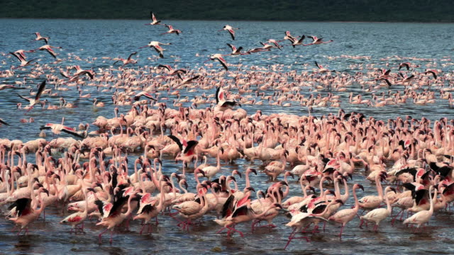 Lesser-Flamingo,-Phoenicopterus-minor,-Kolonie-am-Lake-Bogoria-in-Kenia,-Real-Time-4K