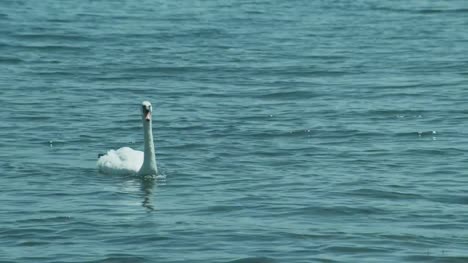 Ein-paar-weiße-Schwäne-schwimmen-in-Ohrid-See