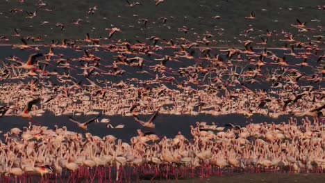 Grupo-menor-de-flamencos,-phoenicopterus-minor,-en-vuelo,-Colonia-lago-Bogoria-en-Kenia,-en-tiempo-Real-4K