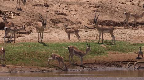 Subvención-de-gacela,-gazella-granti,-grupo-agua-potable-en-el-río,-Parque-de-Samburu-en-Kenya,-en-tiempo-Real-4K