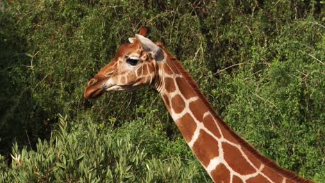 Netzartige-Giraffe-Giraffa-Plancius-Reticulata,-Samburu-Park-in-Kenia,-Real-Time-4K