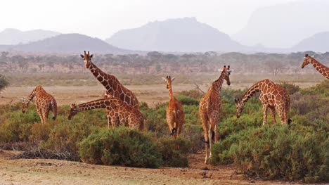 Reticulated-Giraffe,-giraffa-camelopardalis-reticulata,-Group-at-Samburu-park-in-Kenya,-Real-Time-4K