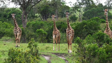 Masai-Giraffe,-Giraffa-Plancius-Tippelskirchi-Gruppe-stehend-in-Savanne,-Masai-Mara-Park-in-Kenia,-Real-Time-4K