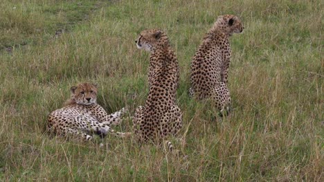 Cheetah,-acinonyx-jubatus,-Adults-standing-on-Grass,-Masai-Mara-Park-in-Kenya,-Real-Time-4K