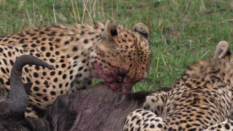 Gepard,-Acinonyx-Jubatus,-Erwachsene-Essen-ein-Kill,-ein-Wildebest-Masai-Mara-Park-in-Kenia,-Real-Time-4K
