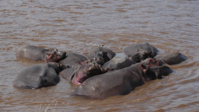 Nilpferd,-Nilpferd-Amphibius-Gruppe-stehend-im-Fluss,-Masai-Mara-Park-in-Kenia,-Real-Time-4K