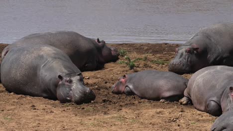 Nilpferd,-Nilpferd-Amphibius-Gruppe-stand-in-der-Nähe-des-Flusses,-Masai-Mara-Park-in-Kenia,-Real-Time-4K