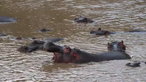 Hippopotamus,-hippopotamus-amphibius,-Group-standing-in-River,-Masai-Mara-park-in-Kenya,-Real-Time-4K