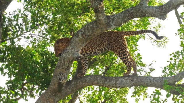 Leopard,-Panthera-Pardus,-Erwachsenen-stehen-im-Baum,-Masai-Mara-Park-in-Kenia,-Real-Time-4K