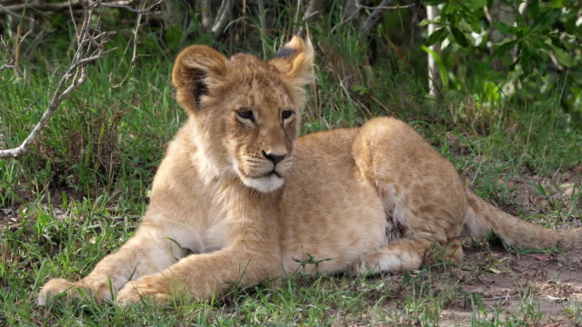 African-Lion,-panthera-leo,-cub-laying-down-looking-around,-Masai-Mara-Park-in-Kenya,-Real-Time-4K