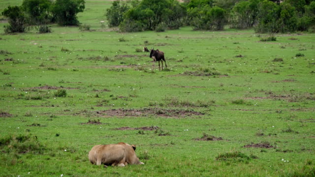 African-Lion,-panthera-leo,-Female-hunting-Wildebest,-Masai-Mara-Park-in-Kenya,-Real-Time-4K