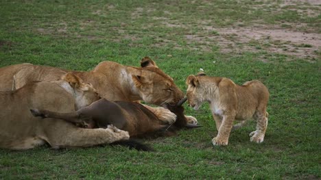 African-Lion,-panthera-leo,-Females-and-Cub-with-a-Kill,-a-Wildebest,-Masai-Mara-Park-in-Kenya,-Real-Time-4K