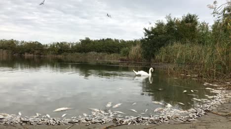 Swan-And-Dead-Poisoned-Fish-In-river
