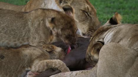 African-Lion,-panthera-leo,-Group-with-a-Kill,-a-Wildebest,-Masai-Mara-Park-in-Kenya,-Real-Time-4K