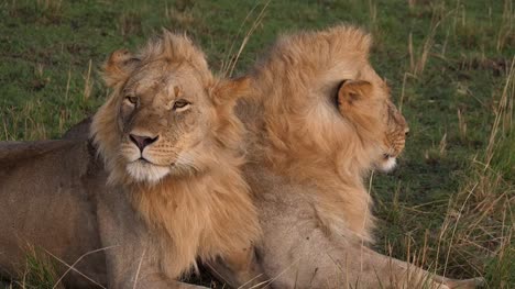 African-Lion,-panthera-leo,-Young-Males,-Masai-Mara-Park-in-Kenya,-Real-Time-4K