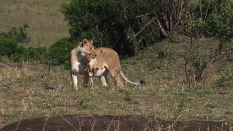 African-Lion,-panthera-leo,-Mother-carrying-Cub-in-its-Mouth,-Masai-Mara-Park-in-Kenya,-Real-Time-4K