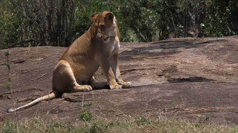 African-Lion,-panthera-leo,-Mother-drinking-Water-on-Rocks,-Masai-Mara-Park-in-Kenya,-Real-Time-4K