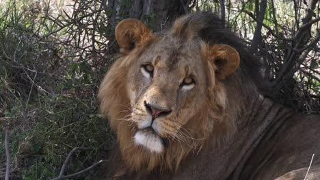 African-Lion,-panthera-leo,-Portrait-of-Male,-Masai-Mara-Park-in-Kenya,-Real-Time-4K