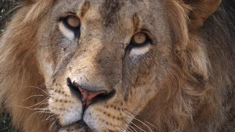African-Lion,-panthera-leo,-Portrait-of-Male,-Masai-Mara-Park-in-Kenya,-Real-Time-4K