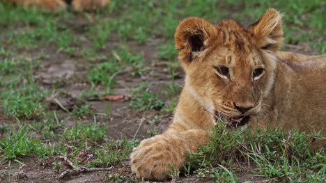African-Lion,-panthera-leo,-Cub-licking-its-Paws,-Masai-Mara-Park-in-Kenya,-Real-Time-4K