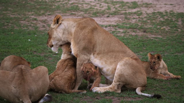 African-Lion,-panthera-leo,-Mother-and-Cub-playing,-Masai-Mara-Park-in-Kenya,-Real-Time-4K