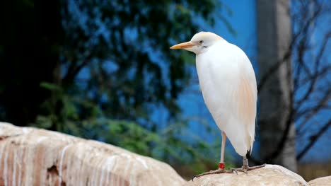 The-Pacific-reef-heron