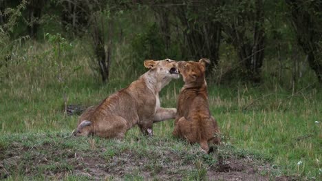 African-Lion,-panthera-leo,-cubs-playing,-Masai-Mara-Park-in-Kenya,-Real-Time-4K