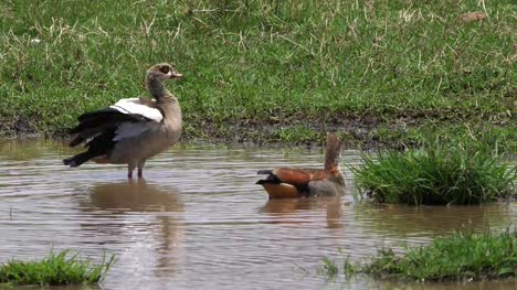 Egyptian-Goose,-alopochen-aegyptiacus,-Pair-standing-in-Water,-real-Time-4K