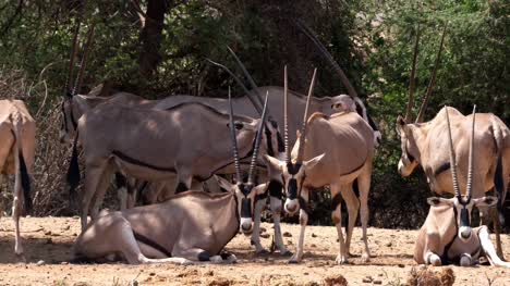 Beisa-Oryx,-oryx-beisa,-Group-of-Adults,-Samburu-Park-in-Kenya,-real-Time-4K