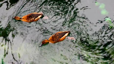 Ducks-are-swimming-in-the-water