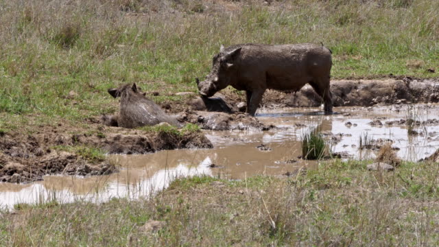 Warthog,-phacochoerus-aethiopicus,-par-tener-baños-de-barro,-Parque-de-Nairobi-en-Kenia,-en-tiempo-real-4K
