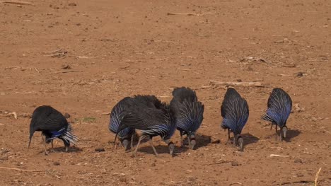 Vulturine-Guineafowl,-acryllium-vulturinum,-Group-at-Samburu-Park,-Kenya,-Real-Time-4K