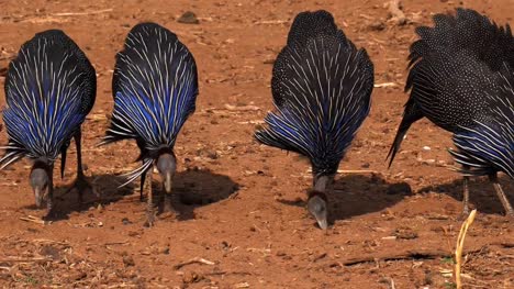 Vulturine-Perlhühner,-Acryllium-Vulturinum-Group-bei-Samburu-Park,-Kenia,-Real-Time-4K