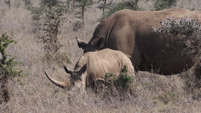 Rinoceronte-blanco,-ceratotherium-simum,-madre-y-cría,-Parque-de-Nairobi-en-Kenia,-en-tiempo-Real-4K