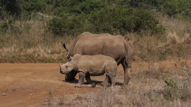 Breitmaulnashorn,-Ceratotherium-Simum,-Mutter-und-Kalb,-Nairobi-Park-in-Kenia,-Real-Time-4K