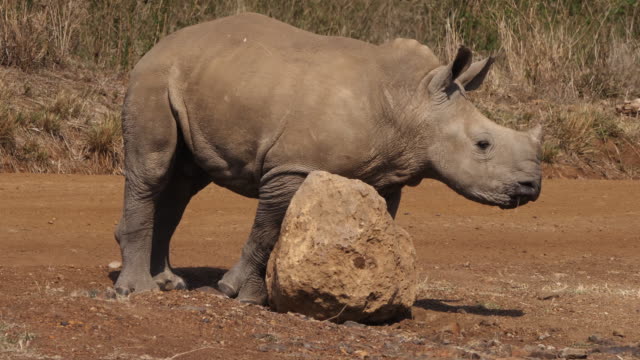 Rinoceronte-blanco,-ceratotherium-simum,-becerro-rasguño-en-la-piedra,-Parque-de-Nairobi-en-Kenia,-en-tiempo-Real-4K