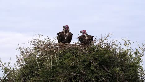 Lappet-Faced-Vulture,-torgos-tracheliotus,-Pair-standing-on-Nest-Masai-Mara-Park-in-Kenya,-Real-time-4K