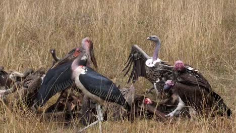 Afrikanische-White-Backed-Vulture,-abgeschottet-Africanus,-Ruppells-Geier,-abgeschottet-Rueppelli,-Ohrengeier-konfrontiert-Geier-Torgos-Tracheliotus,-Marabou-Storch,-Leptoptilos-Crumeniferus,-Gruppe-Essen-am-Kadaver,-Masai-Mara-Park-in-Kenia,-Real-Time-4K
