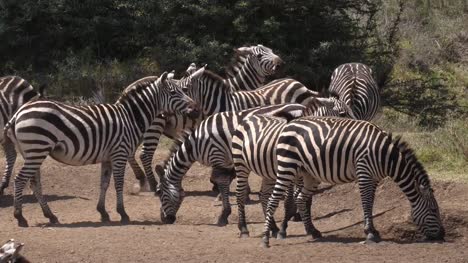 Grant-Zebra,-Equus-Burchelli-Boehmi-Herde-im-Park-von-Nairobi-in-Kenia,-Real-Time-4K