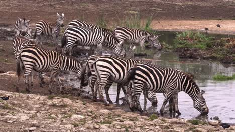 Grant-Zebra,-Equus-Burchelli-Boehmi-Gruppe-am-Wasserloch,-Nairobi-Park-in-Kenia,-Real-Time-4K