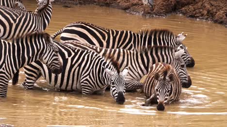 Grant's-Zebra,-equus-burchelli-boehmi,-Herd-at-Waterhole,-Nairobi-Park-in-Kenya,-Real-Time-4K