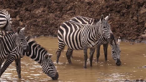 Grant-Zebra,-Equus-Burchelli-Boehmi-Herde-am-Wasserloch,-Nairobi-Park-in-Kenia,-Real-Time-4K