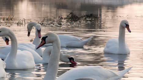 Swan-swiming-on-river-4k