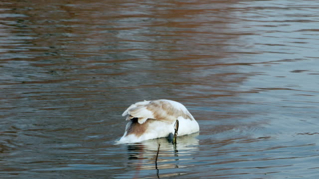 Swan-nado-en-Río-4k