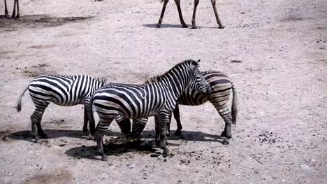 Zebra-Gruppe-umzusehen-und-zu-Fuß-auf-den-Boden-Hintergrund