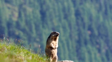 Murmeltier-glaube-Vor-Gefahr---warnt-vor-Gefahr-Marmot