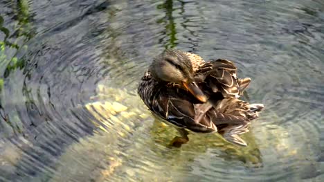 Duck-swimming-in-pond-in-Plitvice-Lakes,-Croatia.