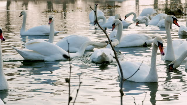 Swan-River-4k-schwimmen