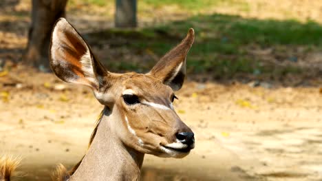 Sambar-deer-close-up